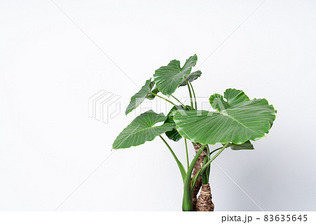 クワズイモ 里芋 多年草 アロカシア 緑 観葉植物の写真素材