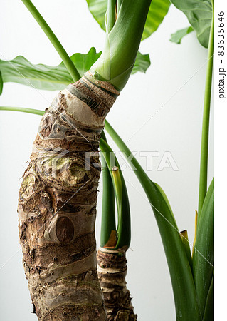 クワズイモ 里芋 多年草 アロカシア 緑 観葉植物 クワズイモ 里芋 多年草 アロカシア 緑 観葉植物 83635646