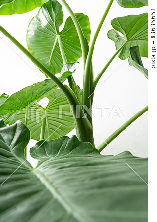 クワズイモ　里芋　多年草　アロカシア　緑　観葉植物 83635651