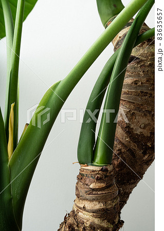 クワズイモ 里芋 多年草 アロカシア 緑 観葉植物の写真素材