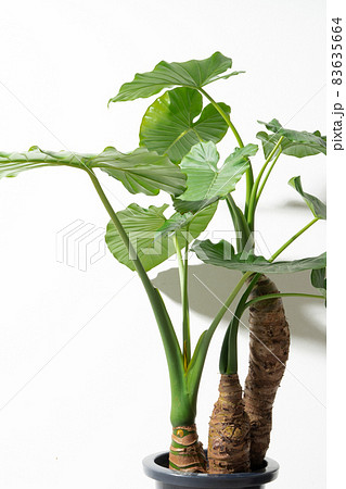 クワズイモ 里芋 多年草 アロカシア 緑 観葉植物の写真素材