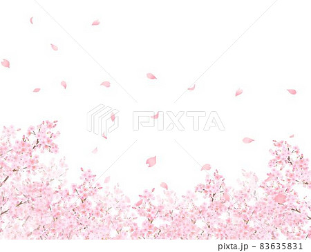 美しく華やかな満開の桜の花と花びら舞い散る春の白バックフレームベクター素材イラスト 83635831