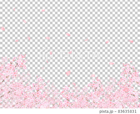 美しく華やかな満開の桜の花と花びら舞い散る春の白バックフレームベクター素材イラスト 美しく華やかな満開の桜の花と花びら舞い散る春の白バックフレームベクター素材イラスト 83635831