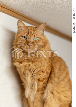 見つめる猫 茶トラ猫 見つめる猫 茶トラ猫 83635856