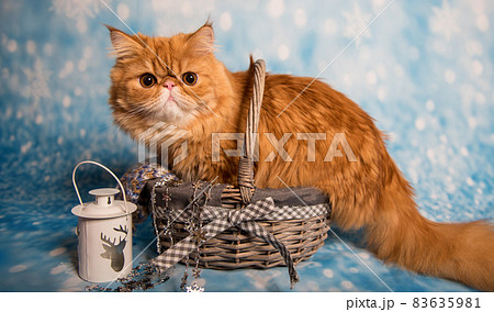 Red Persian cat sitting in basket on Christmas Red Persian cat sitting in basket on Christmas 83635981