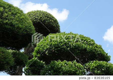 綺麗に整枝された庭木 綺麗に整枝された庭木 83636105