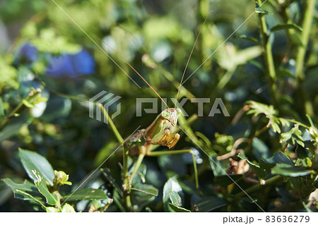 威嚇するカマキリ 83636279