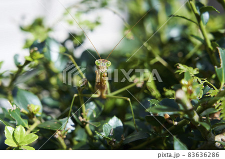 威嚇するカマキリ 83636286