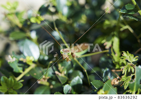 威嚇するカマキリ 83636292