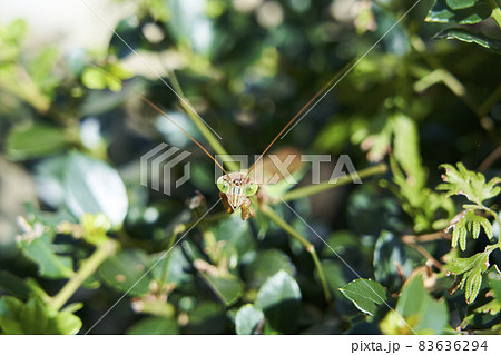 威嚇するカマキリ 83636294