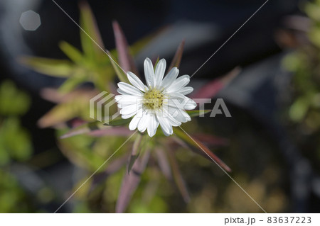 New York aster Starletta White 83637223