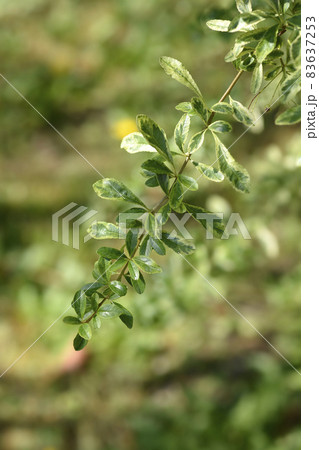 Variegated firethorn Harlequin Variegated firethorn Harlequin 83637253