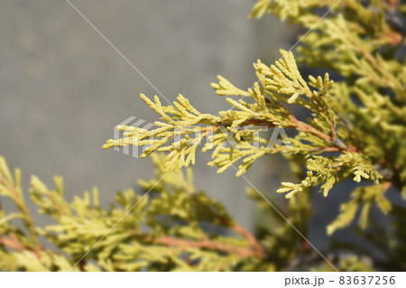 Creeping juniper Lime Glow Creeping juniper Lime Glow 83637256