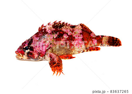 ヨロイメバル 83637265