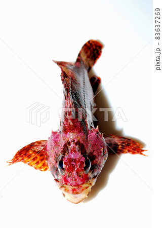 ヨロイメバル 83637269