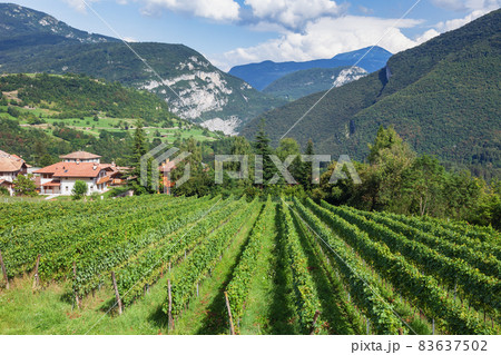 Vineyard in South Tyrol Italy 83637502