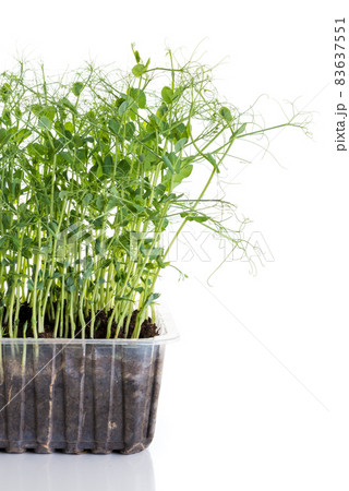 young pea plants in plastic container 83637551