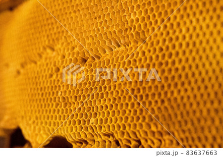 closeup of bees on honeycomb in apiary - selective focus, copy space closeup of bees on honeycomb in apiary - selective focus, copy space 83637663