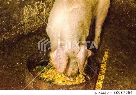 Pig nose in the pen. Focus is on nose. Shallow depth of field. Pig nose in the pen. Focus is on nose. Shallow depth of field. 83637664