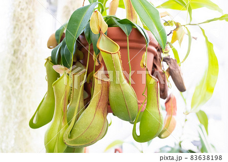 食虫植物のウツボカズラ 83638198