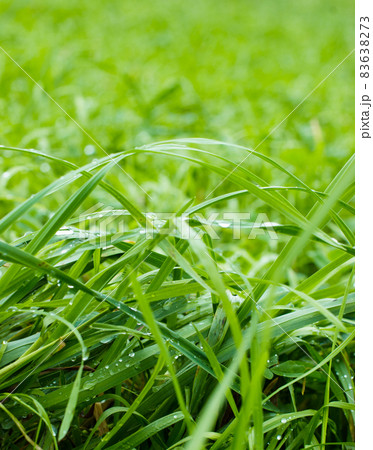 Green grass Green grass 83638273
