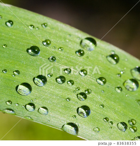 Waterdrops on a leaf Waterdrops on a leaf 83638355