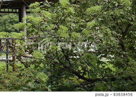 秋にクリーム色の花を咲かすハリギリの花 83638456