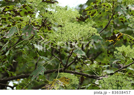 秋にクリーム色の花を咲かすハリギリの花 83638457