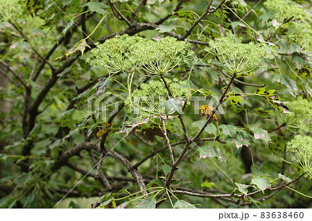秋にクリーム色の花を咲かすハリギリの花 83638460