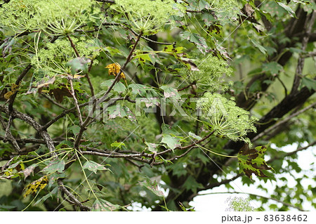 秋にクリーム色の花を咲かすハリギリの花 83638462