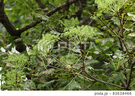 秋にクリーム色の花を咲かすハリギリの花 秋にクリーム色の花を咲かすハリギリの花 83638466