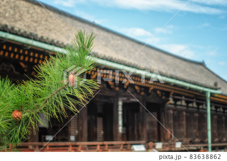 秋の京都、蓮華王院 三十三間堂の本堂と松ぼっくり 83638862