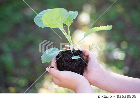 植物の苗を持つ子供の手 植物の苗を持つ子供の手 83638909