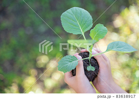 植物の苗を持つ子供の手 植物の苗を持つ子供の手 83638917