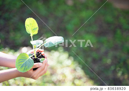 植物の苗を持つ子供の手 植物の苗を持つ子供の手 83638920