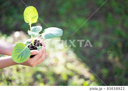 植物の苗を持つ子供の手 83638922