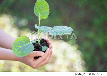 植物の苗を持つ子供の手 植物の苗を持つ子供の手 83638975