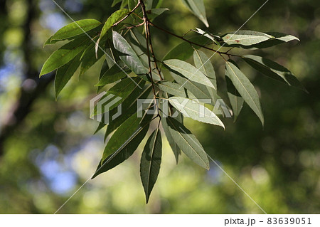 葉の裏が白っぽい、シラカシの葉 83639051