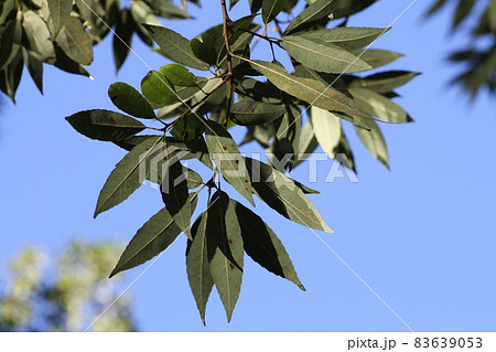 葉の裏が白っぽい、シラカシの葉 83639053