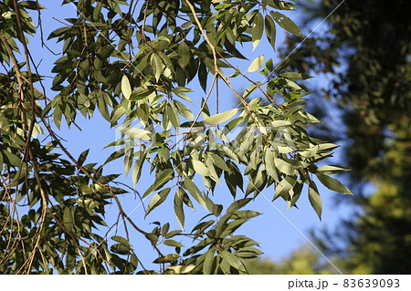 葉の裏が白っぽい、シラカシの葉 葉の裏が白っぽい、シラカシの葉 83639093