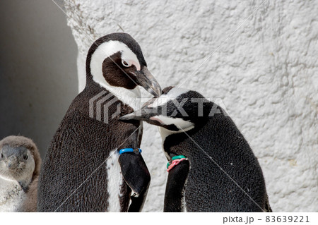 緑のある風景 83639221
