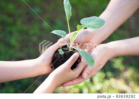 大人と子供の手で植物の苗を抱える様子 83639292