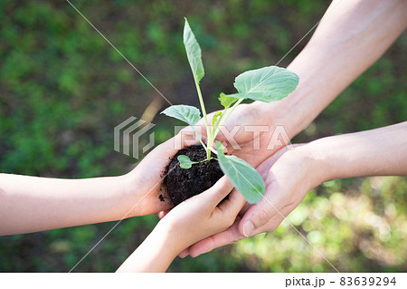 大人と子供の手で植物の苗を抱える様子 83639294