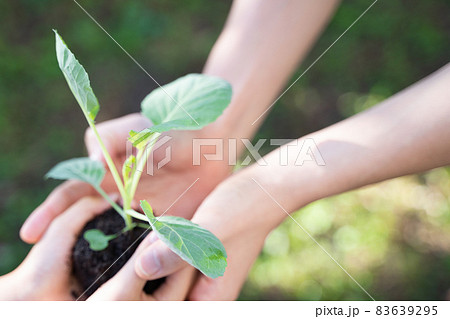 大人と子供の手で植物の苗を抱える様子 83639295