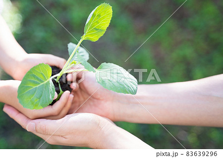 大人と子供の手で植物の苗を抱える様子 大人と子供の手で植物の苗を抱える様子 83639296