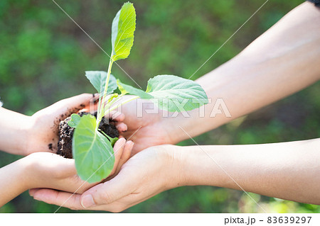 大人と子供の手で植物の苗を抱える様子 大人と子供の手で植物の苗を抱える様子 83639297