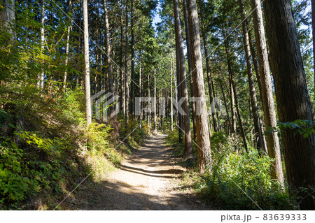 岩湧山から紀見峠へ向かう登山道（ダイヤモンドトレイル） 83639333