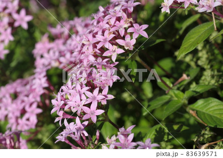 長い期間、花壇を彩るカラフルな花、ペンタス 長い期間、花壇を彩るカラフルな花、ペンタス 83639571