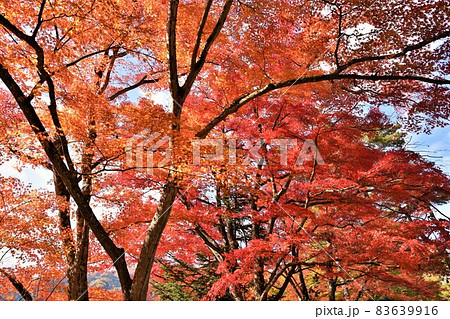 奥会津柳津町 秋の福満虚空蔵尊円蔵寺 83639916