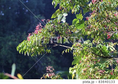 秋になり、赤い果実の中から黒い実を覗かせる、ゴンズイ 83640133